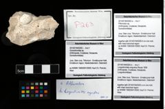 Foto (Objekt + Etikett) von Longodromites angustus (Reuss 1858)  (NHMW-GEO-2014-0194-0263b)